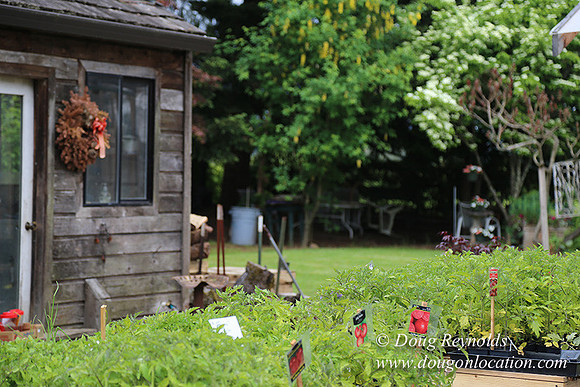 Shere's Garden Flowers & produce