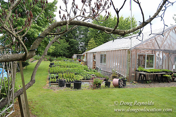 Shere's Garden Flowers & produce