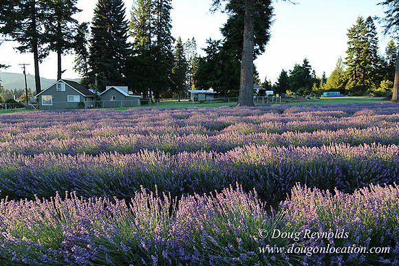 Bob's Lavender-8701