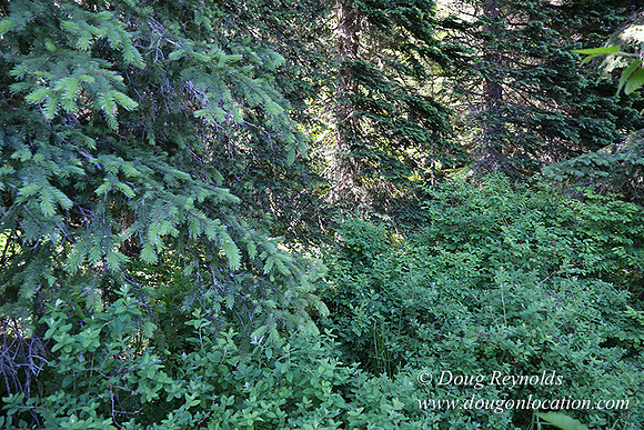 Trillium Lake-32003645