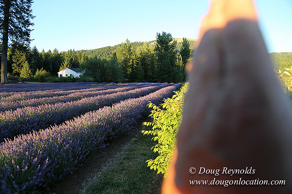 Bob's Lavender-8708
