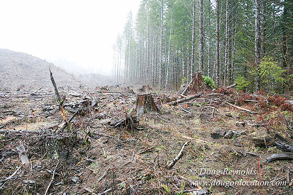 WC Clear Cut 2010-7866
