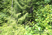 Lost Lake South Side 1-4237