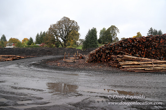 Saw Mill and Lumber Yard