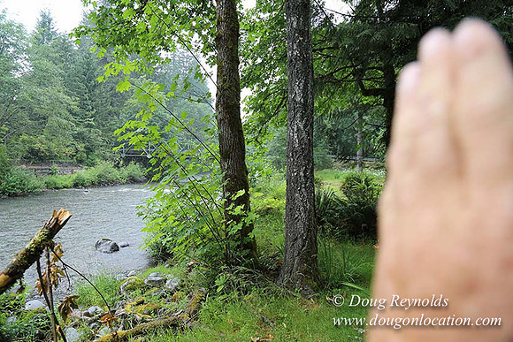 Small, Cabin, Home, River, OR, Oregon, Green, Yard,