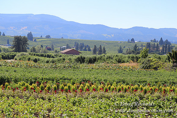 Thompson Rd Farm-8266