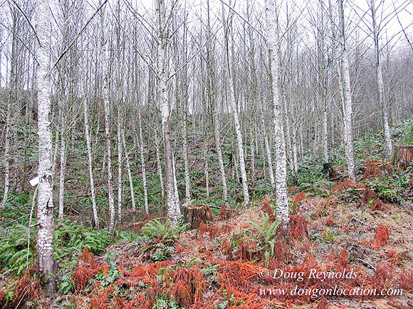 WC Clear Cut 2010-7793
