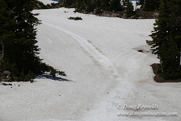 Medow's Snow-5684