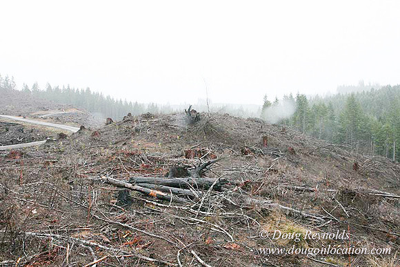 WC Clear Cut 2010-7807