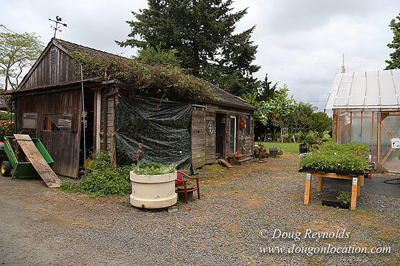Shere's Garden Flowers & produce