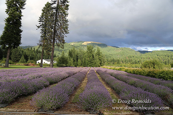 Lavender revisited-9070