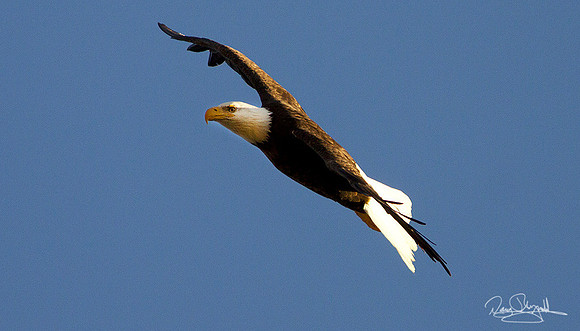 Bold Eagle