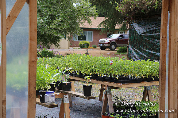 Shere's Garden Flowers & produce