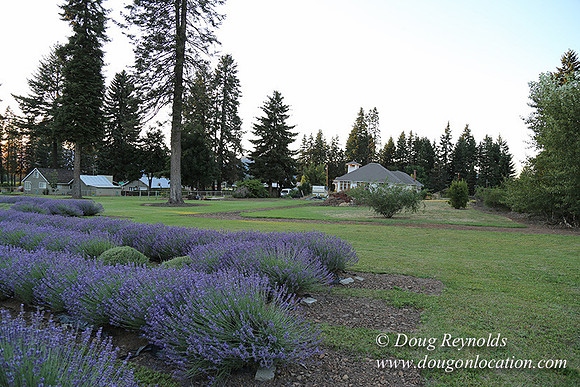 Bob's Lavender-8736