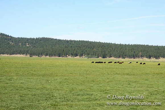 Ranch 18 South side of Hwy  has 2500 Acres of green fields Creeks water crossing Bridges on a Large Lake and miles of Dirt roads Oak trees  Forest land ATV Trails cows