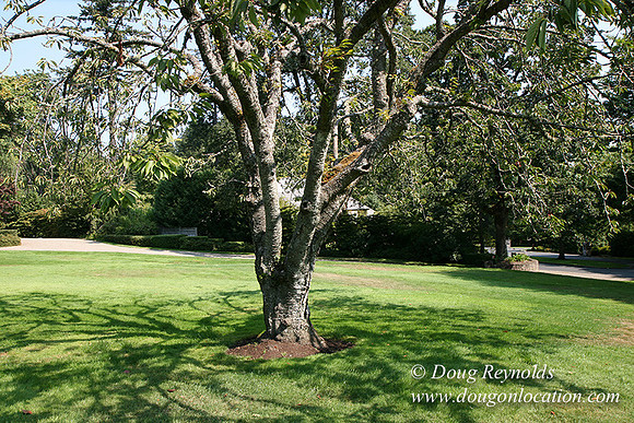 Smith House Contemporary, Modern, Dwell Style Home 3 car garage, 2 story’s, larger back yard & Front yard. Patio, PDX Zone