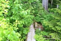 Lost Lake South Side 1-4238