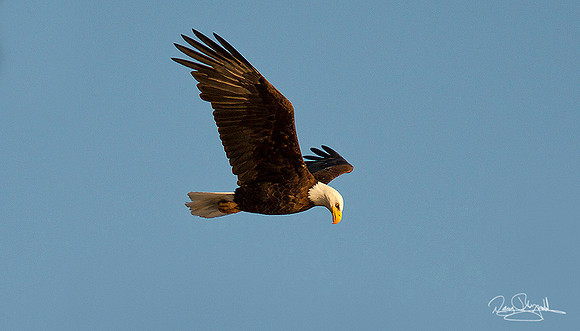 Bold Eagle