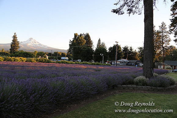 Bob's Lavender-8718