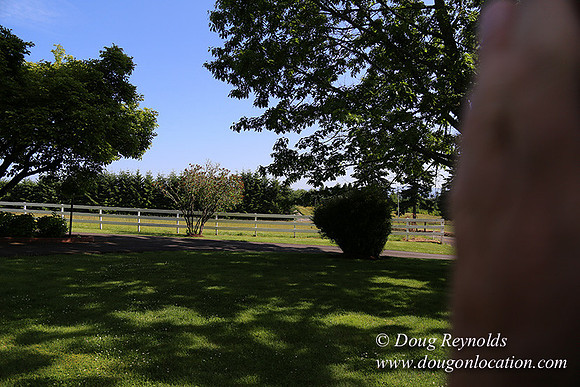 "2 Barns", "2 car garage", "40+ Acres", "PDX Zone", Pool, "White Fence", cows, "farm House", "rap around dive", "well maintained"