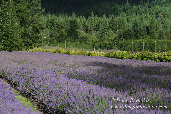Lavender revisited-9060