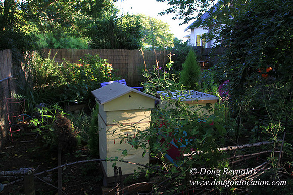 Home" Bungalow, Bee's Back yard Chickens, Small,