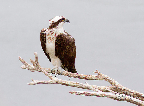 Osprey