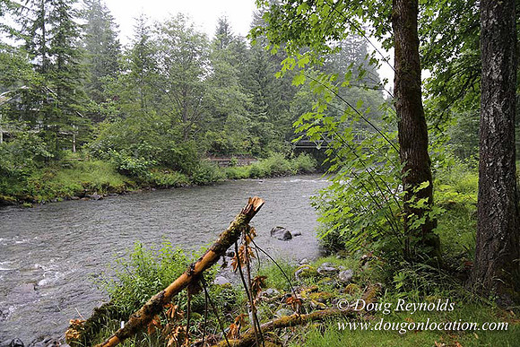 Small, Cabin, Home, River, OR, Oregon, Green, Yard,