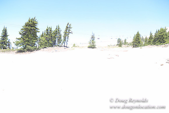 Timber Line-5356