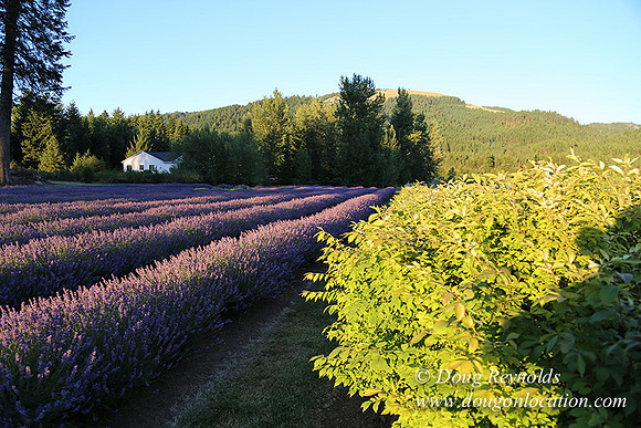 Bob's Lavender-8707