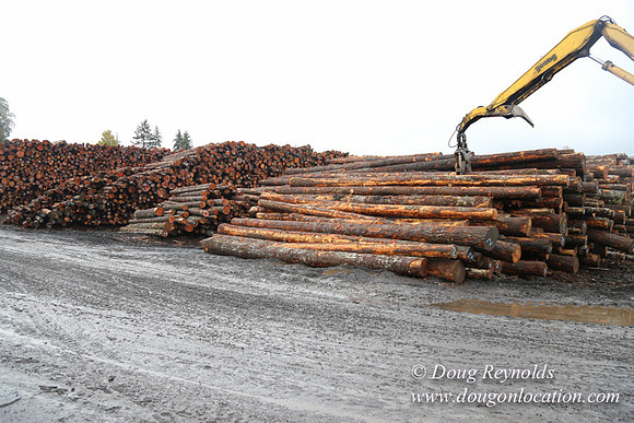 Saw Mill and Lumber Yard