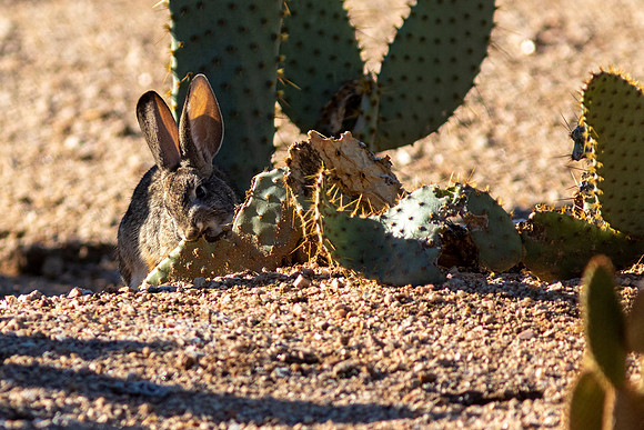 Desert Rabbit eating Cactus