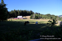 Neil Creek Horses-8544