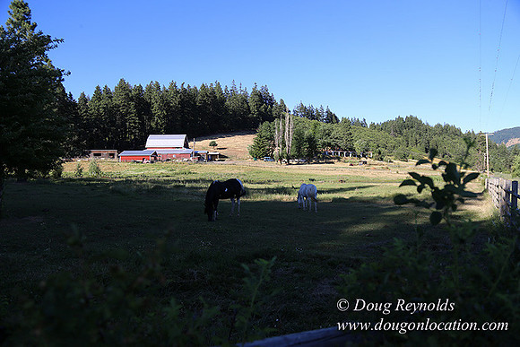 Neil Creek Horses-8544