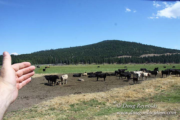 Ranch 18 South side of Hwy  has 2500 Acres of green fields Creeks water crossing Bridges on a Large Lake and miles of Dirt roads Oak trees  Forest land ATV Trails cows